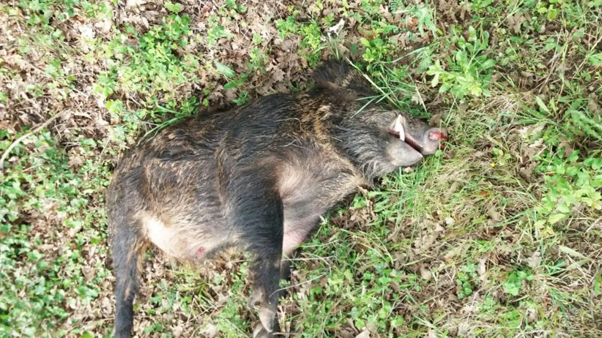 Montaquila: mezzo pesante contro cinghiale questa mattina sulla statale. Lo scontro avvenuto intorno alle 7. Nessuna ferita per il conducente del mezzo.