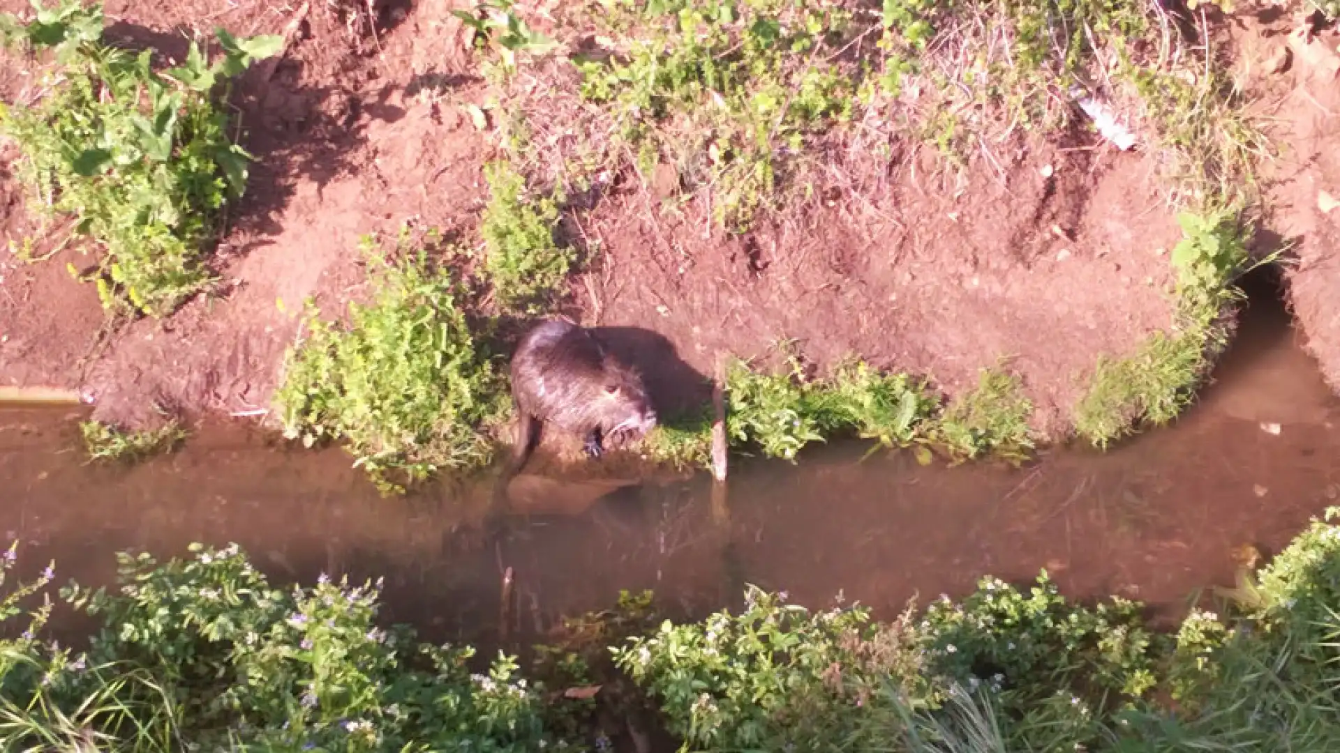 Venafro: la salvaguardia dell'ecosistema del Rava passa per l'esistenza delle Nutrie. Il servizio video della redazione.