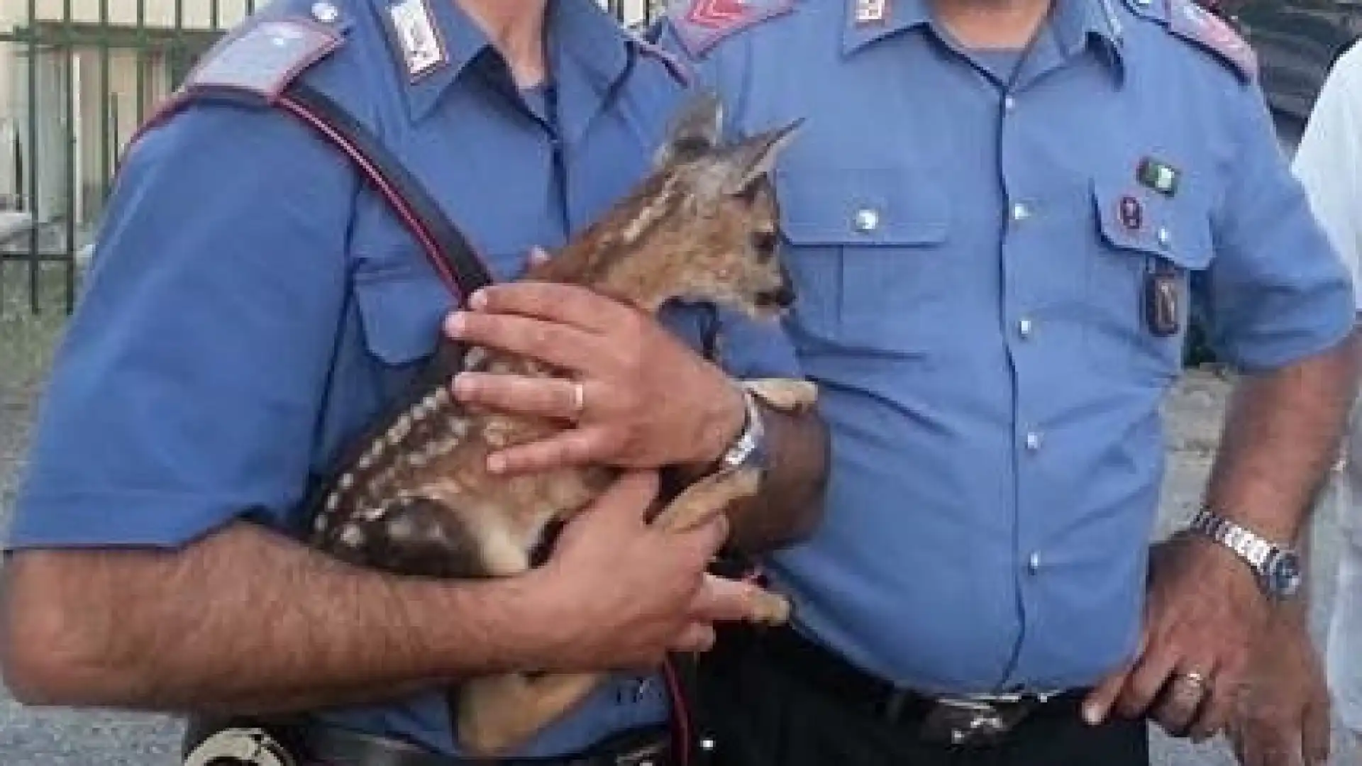 Rionero Sannitico : Cerbiatto ferito, salvato dai Carabinieri.