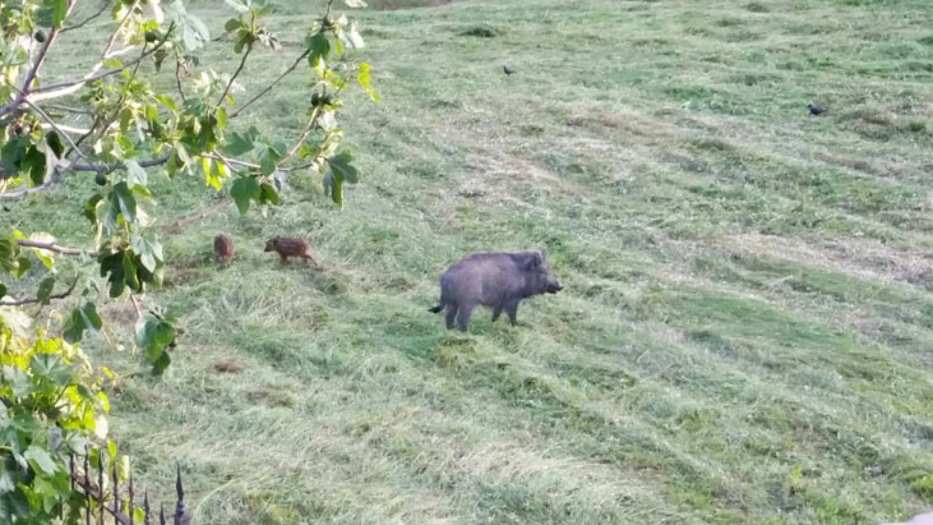 Caccia al cinghiale: il consigliere regionale Di Pietro chiede di poter svolgere attività venatoria per quattro mesi consecutivi.