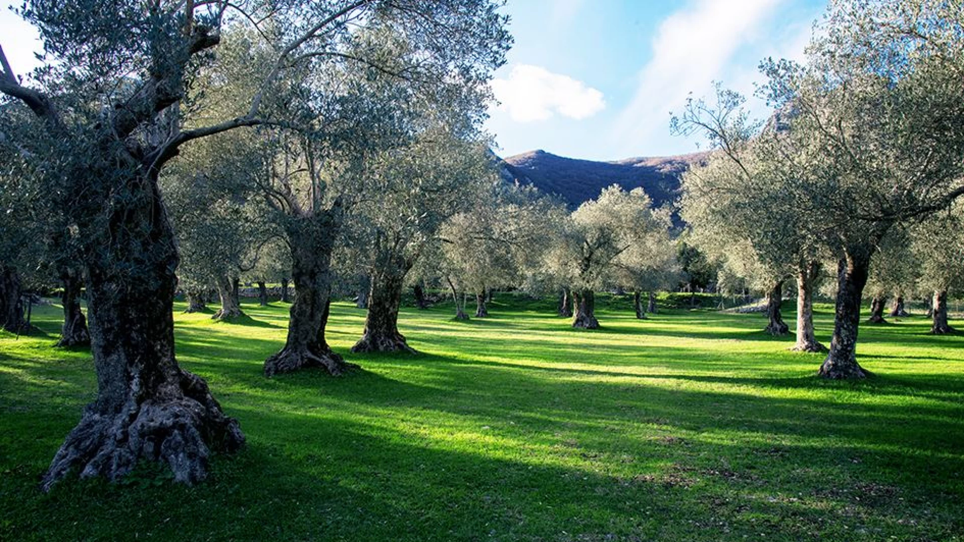 Venafro capitale della ruralità con il convegno di Venòlea. Appuntamento per sabato 29 dicembre.