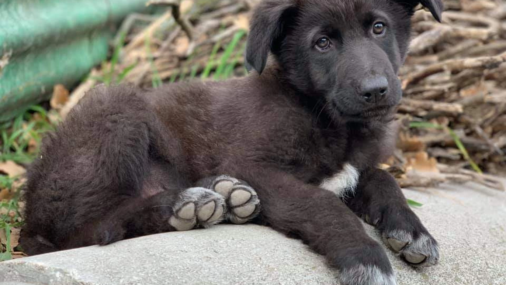 Roccaravindola: tre cuccioli cercano casa. Scatta la maratona di solidarietà per l’affidamento degli animali.