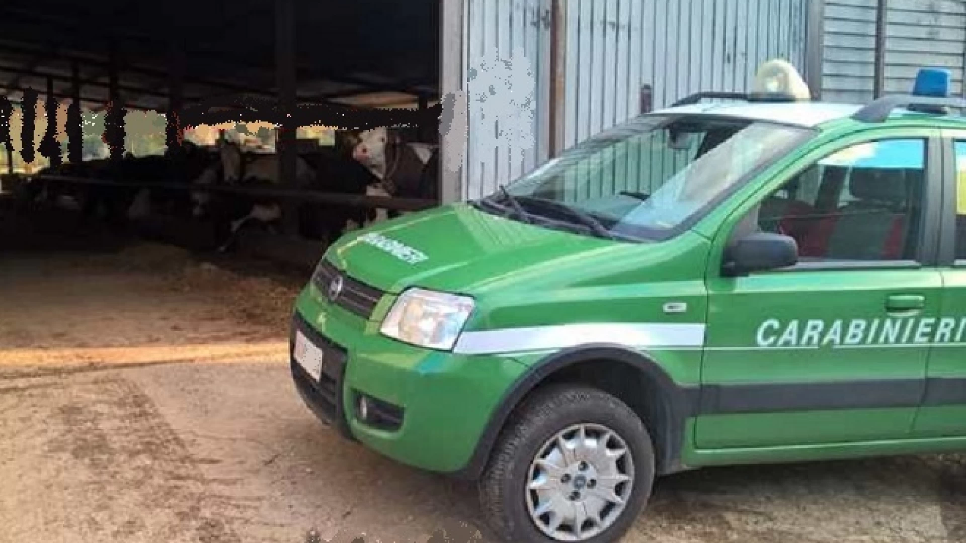 Isernia: Controlli di polizia veterinaria da parte dei Carabinieri Forestali. Scatta una sanzione.