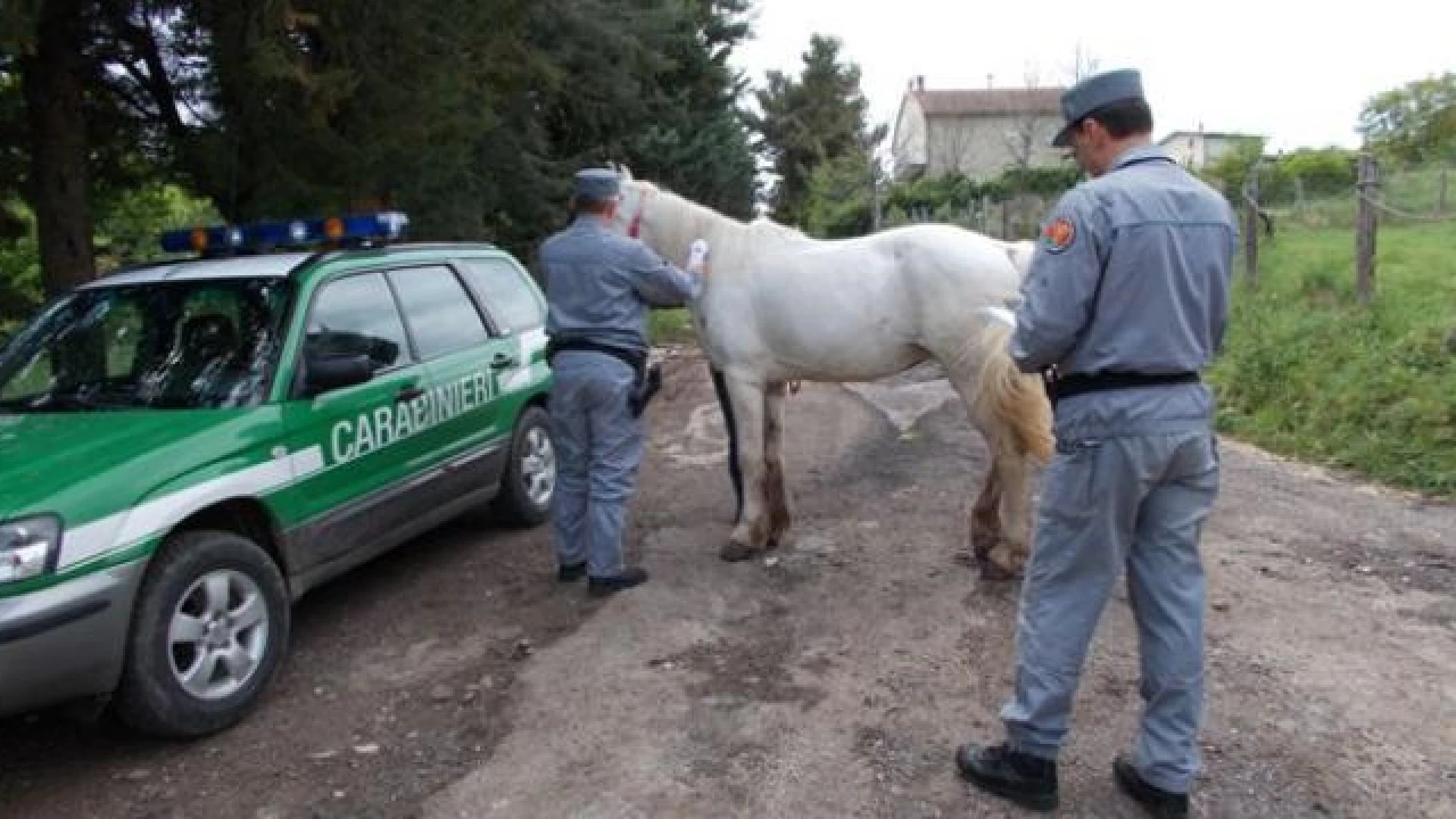 Isernia: Pascolo abusivo. Carabinieri Forestali denunciano una persona.