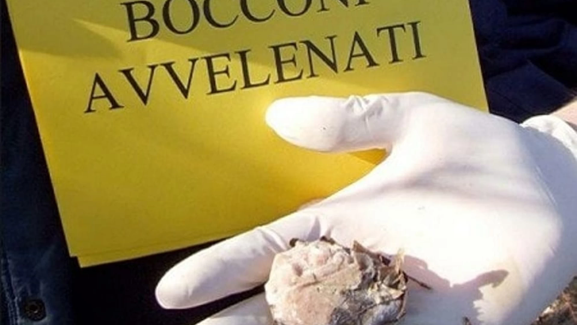 Isernia e Provincia: bocconi avvelenati contro cani e gatti. Indagini in Corso dei Carabinieri. Domani mattina conferenza stampa alla presenza di esperti.