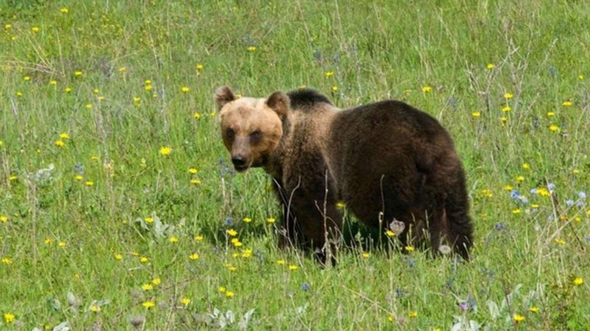 Conservazione dell’Orso bruno marsicano e buona pratiche agricole. Il convegno a Castel Del Giudice nell’ambito dell’evento “Le Mele degli Orsi”.