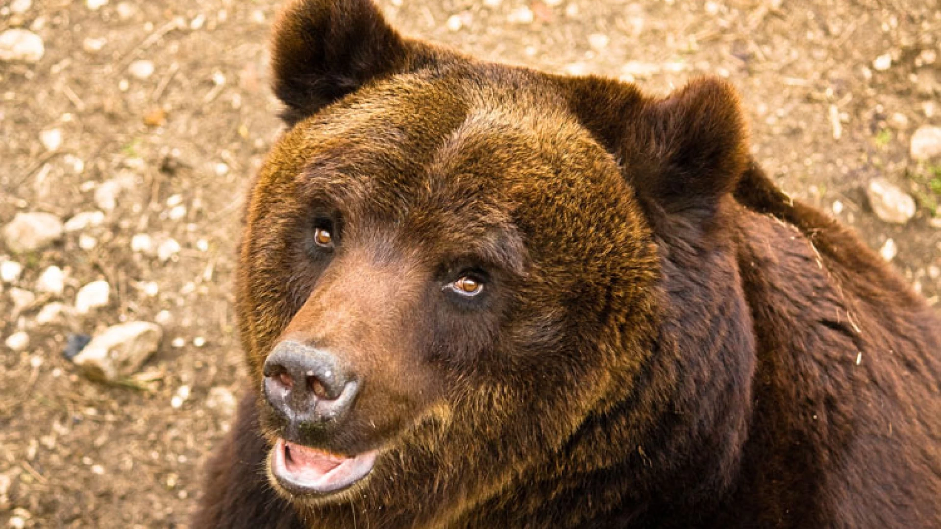 San Pietro Avellana: raid notturno dell’orso in due pollai. Sbranate ben 25 galline!!!