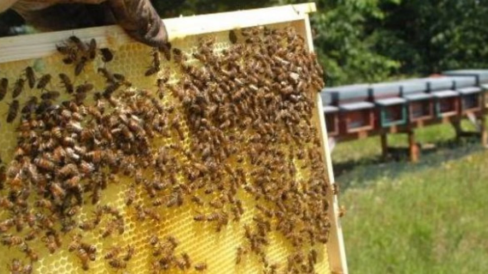 Castel Del Giudice: a Borgotufi il la festa della Maggiolata. Verrà presentato il progetto formativo per diventare apicoltori.