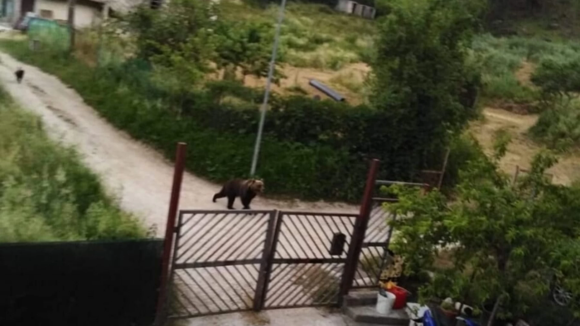 Cerro l'orso fa tendenza. Scatta sul territorio la video mania. Guarda il video dell'ultimo avvistamento.