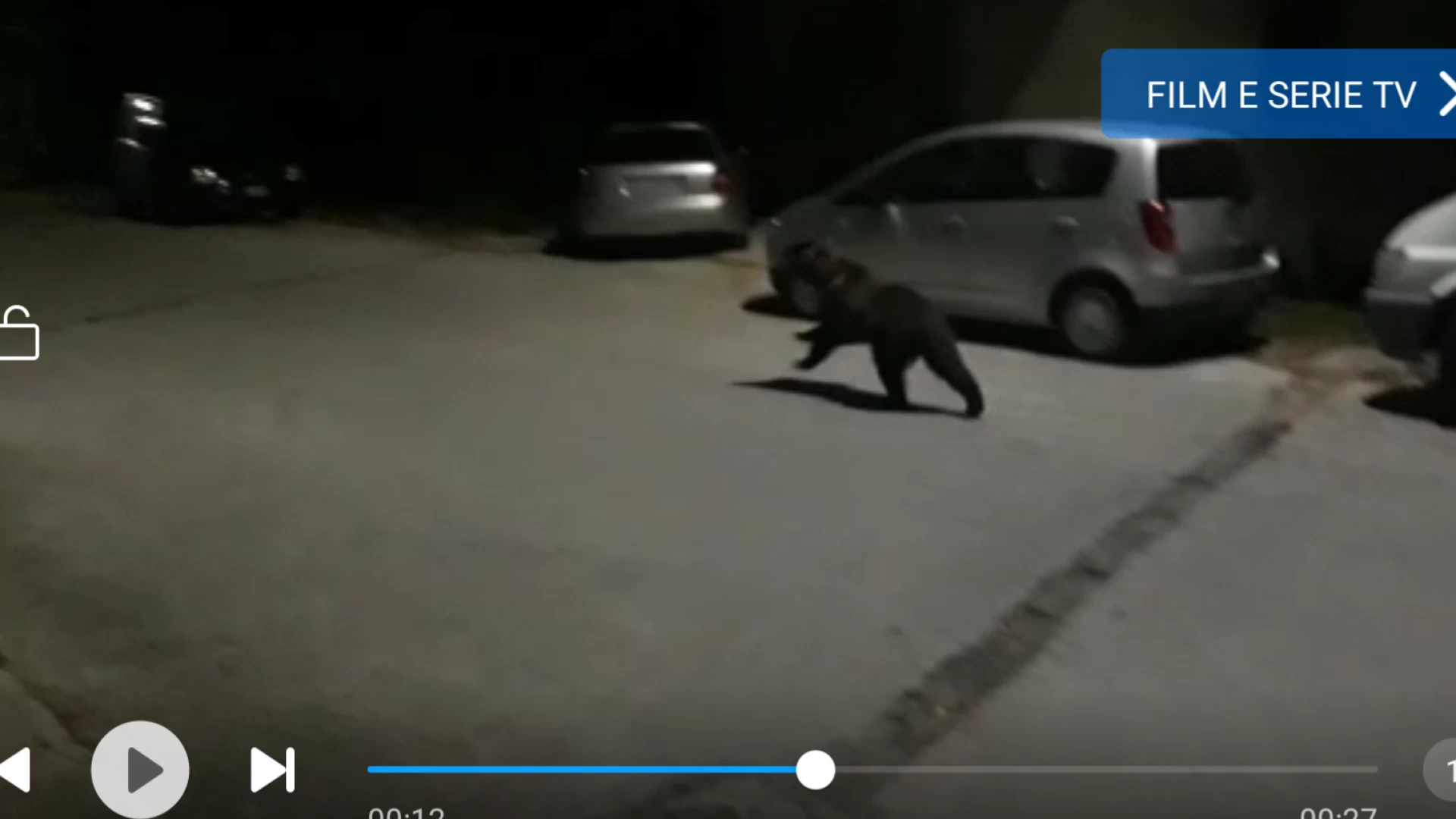 San Vittorino, orso goloso mangia ciliegie nel centro abitato. Guarda il video.