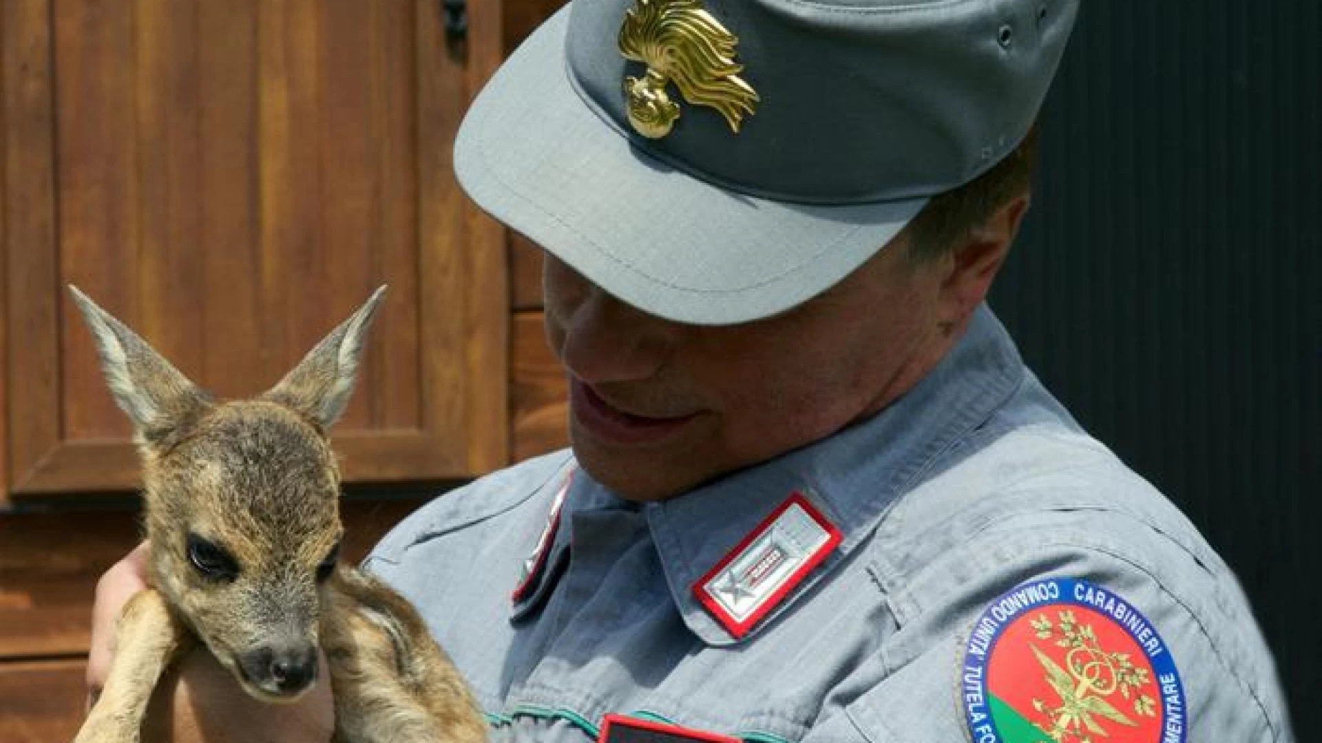 Isernia: Recuperato un cucciolo di capriolo abbandonato.