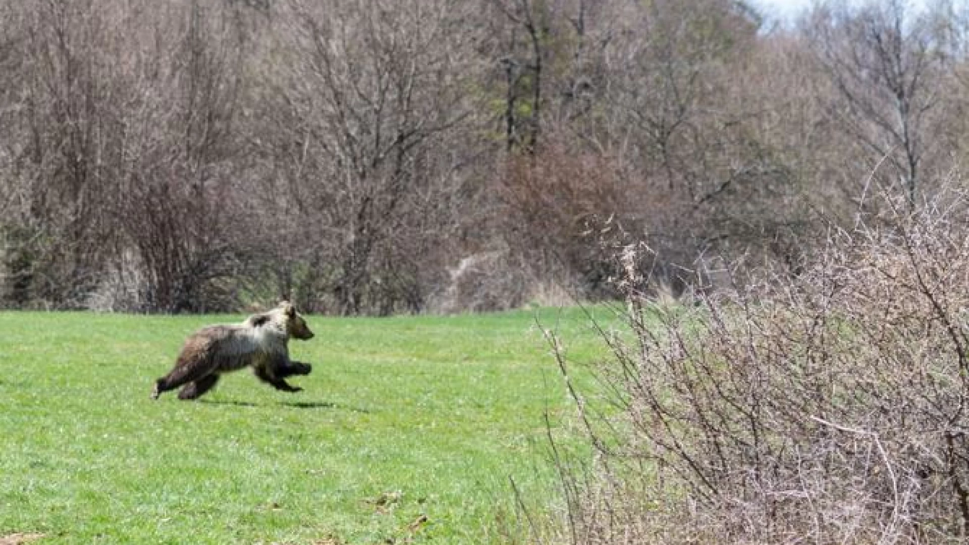 Parco Nazionale, sono 11 gli orsi nati nel 2018. La specie protetta cresce. Le ricerche concluse nei giorni scorsi dall’ente Parco.