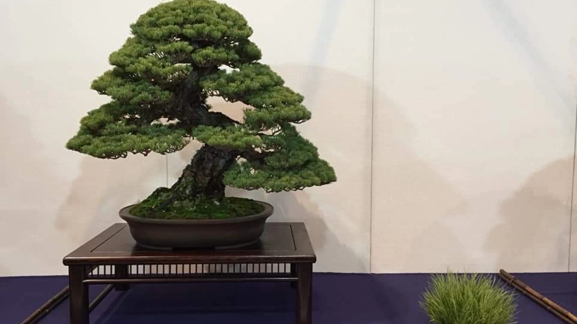 Il 25 agosto il Molise Bonsai  presenta una mostra Bonsai nel Giardino della Flora Appenninica di Capracotta.