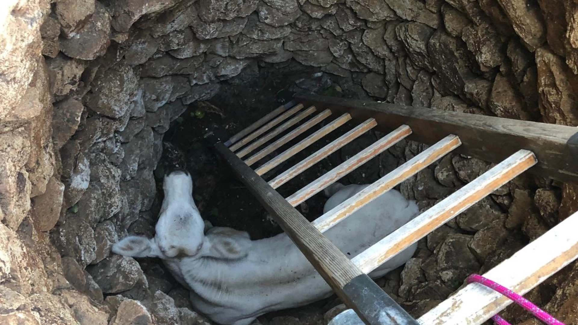 Filignano: i Vigili del Fuoco salvano la vita al vitellino Rocco caduto in un pozzo profondo 8 metri