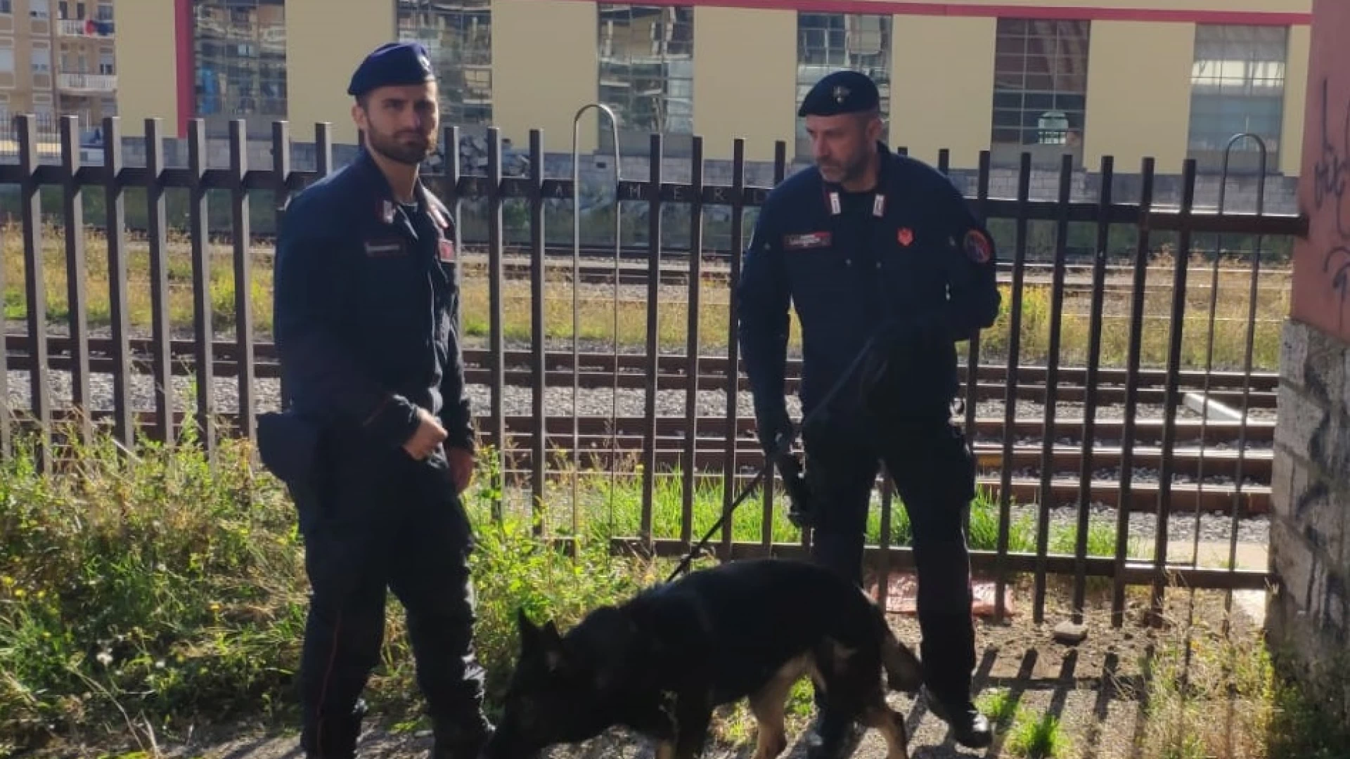 Isernia: Controlli antidroga in città e presso istituti scolastici. Utilizzato il pastore tedesco “Baghera” del nucleo cinofili di Chieti.