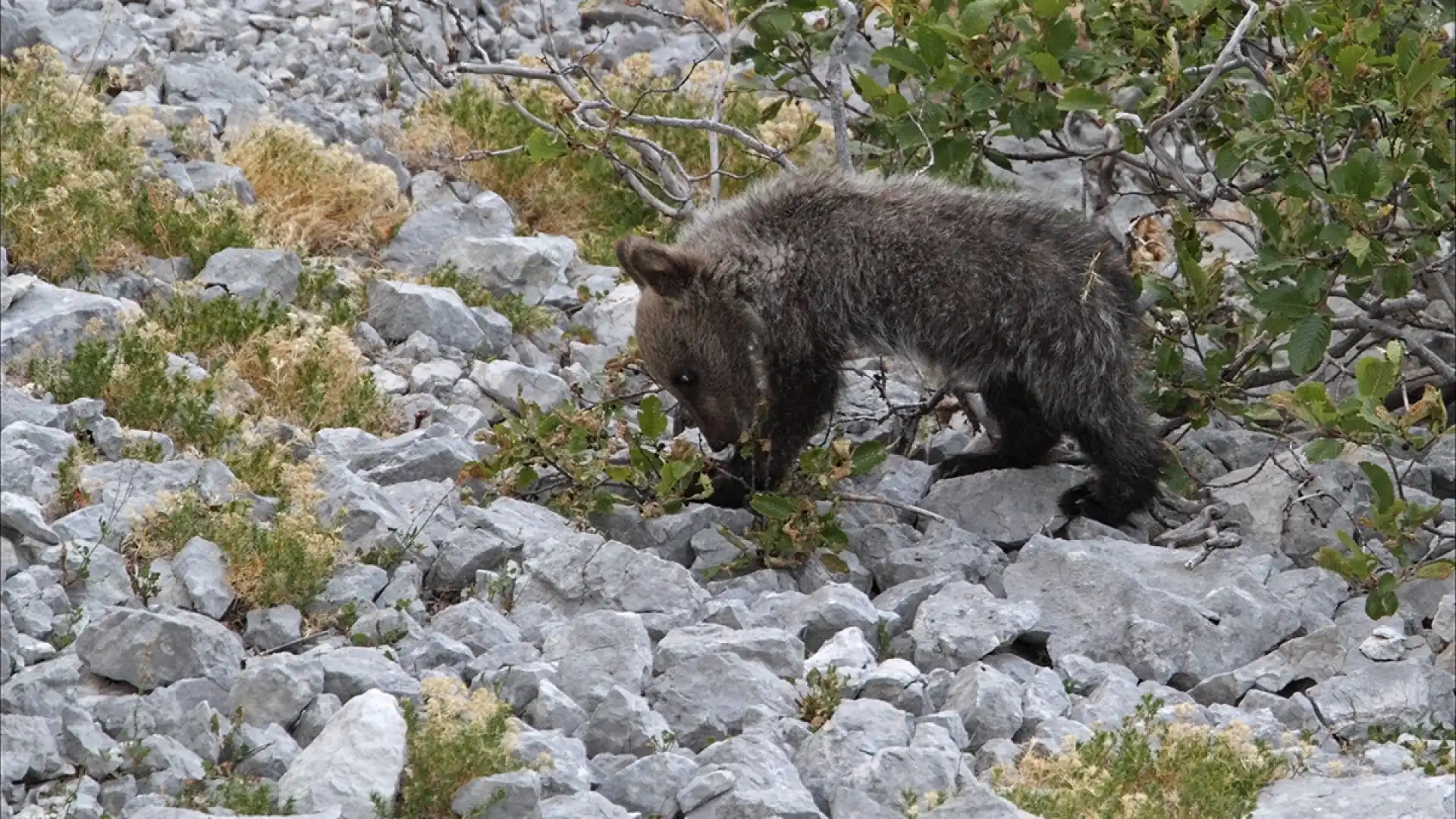 Salviamo L’Orso e le altre associazioni contro la Regione Lazio. “Cacciatori favoriti e pericolo per l’orso Marsicano”.