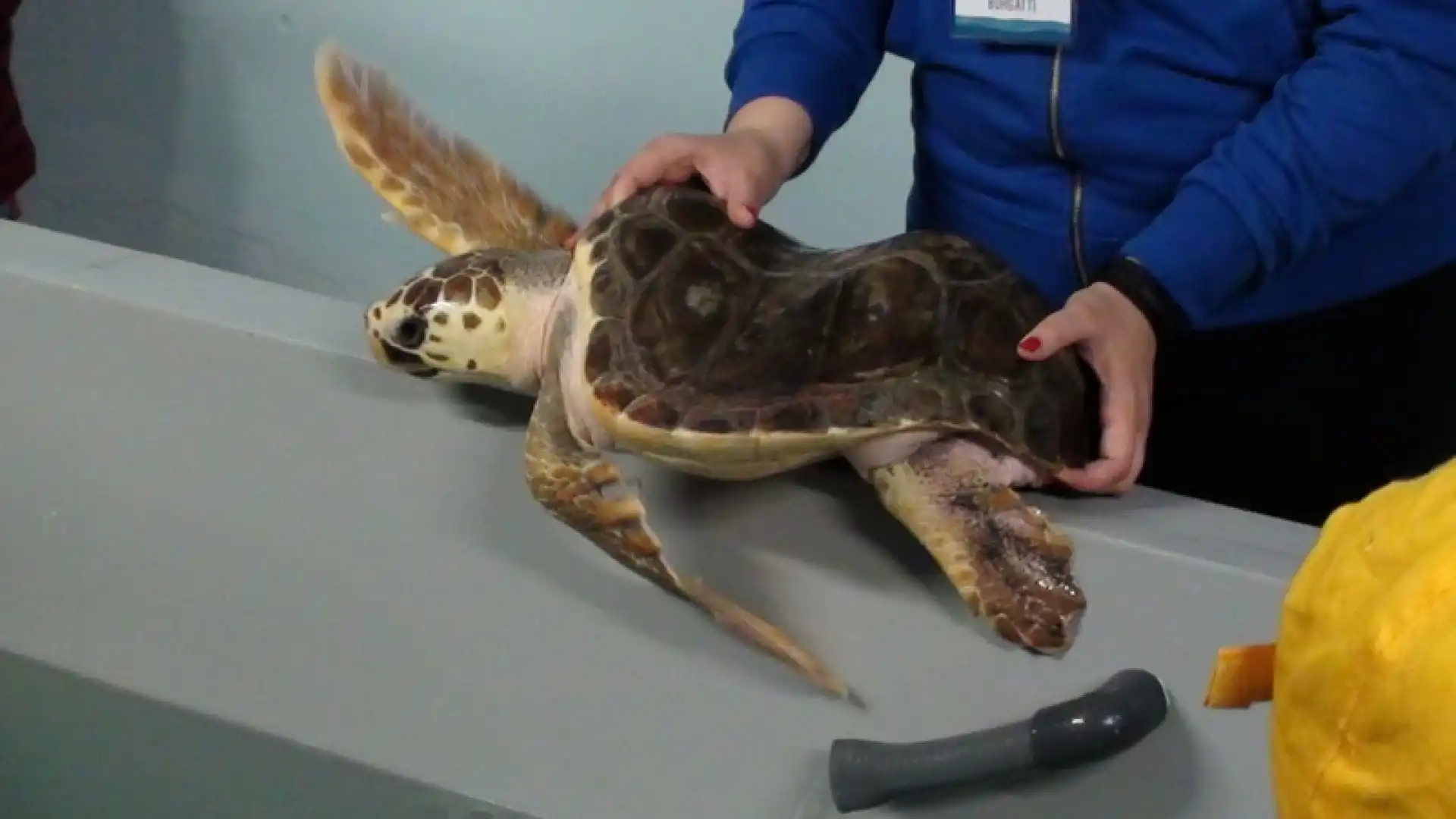 Gli studenti di Guglionesi adottano una Caretta Caretta.