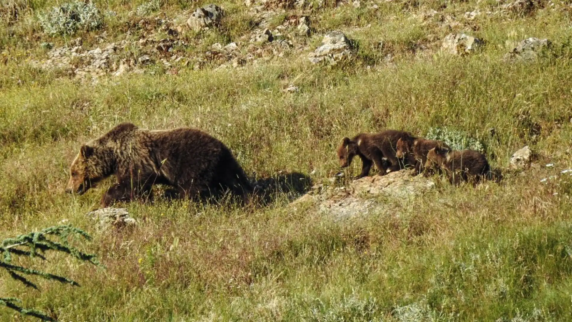 Avvistamento Orso a Villalago.  Il comune emana apposita ordinanza in collaborazione con il Pnalm per allontanare i “curiosi” indiscreti.