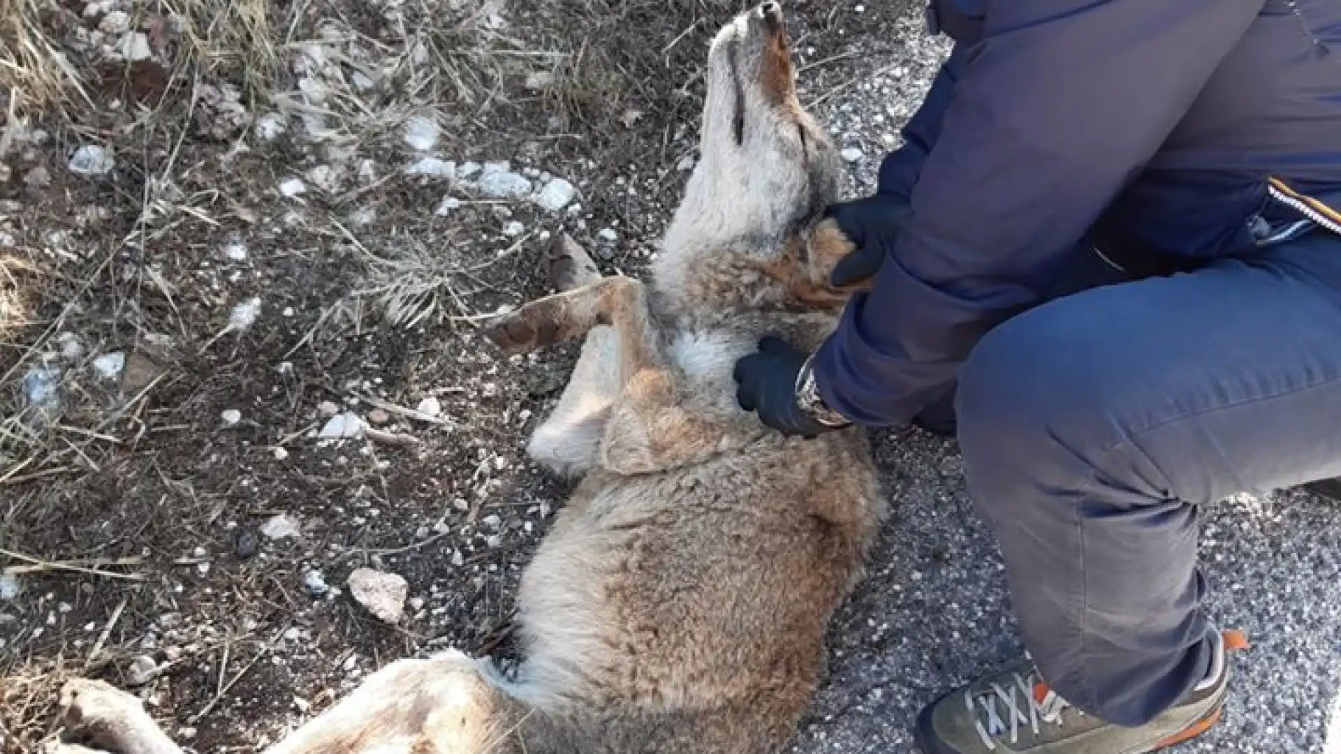 Pnalm, il veterinario dell’ente effettua recupero di una lupa in stato di debilitazione.