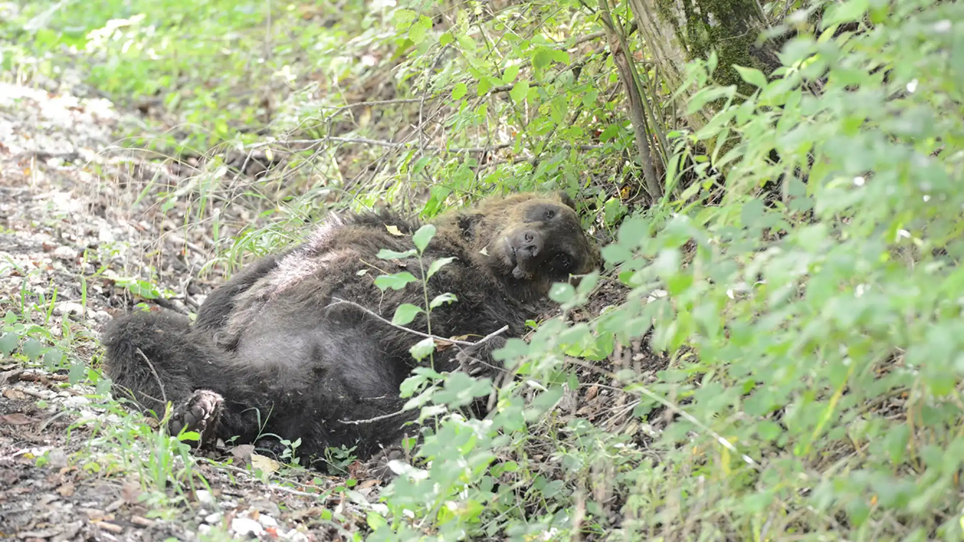 Condannato l’imputato dell’uccisione dell’Orso a Pettorano nel 2014. La nota di Salviamo L’Orso