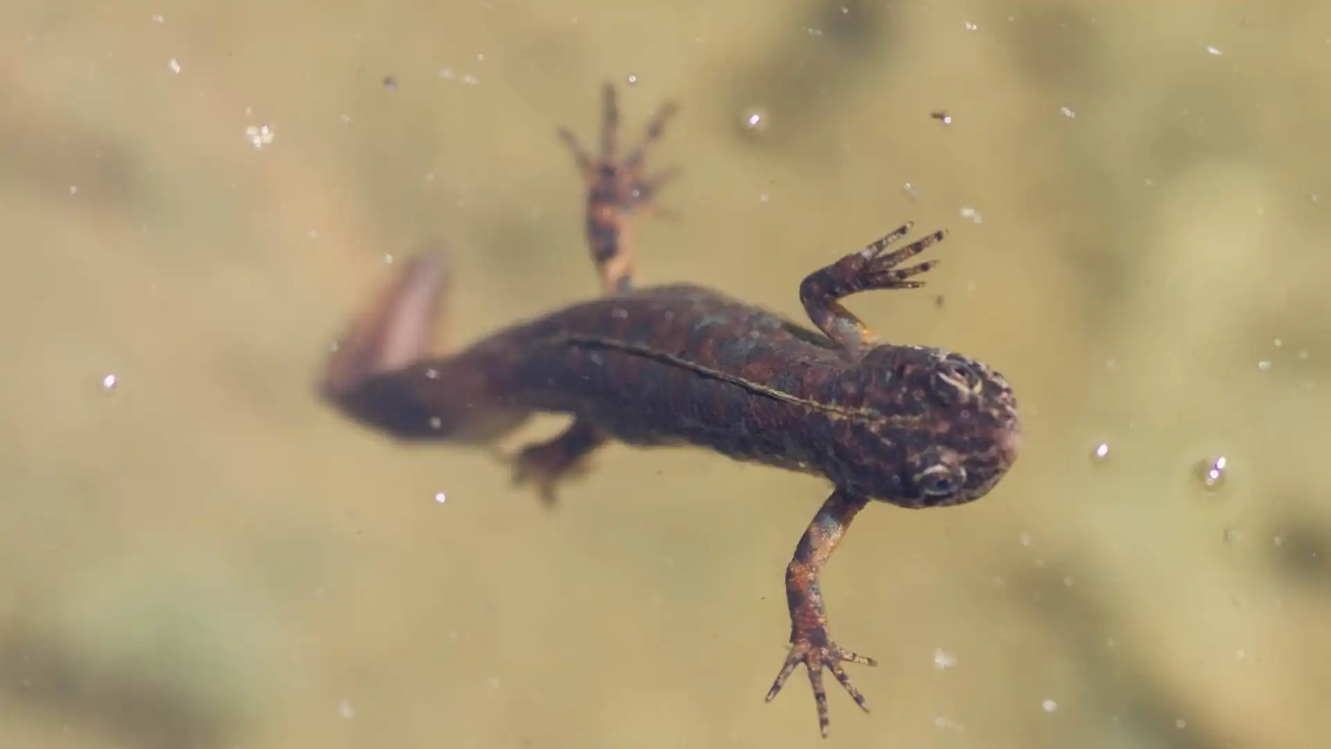 Il principe ranocchio. Una favola da rivivere nell’area protetta del torrente Callora di Roccamandolfi.