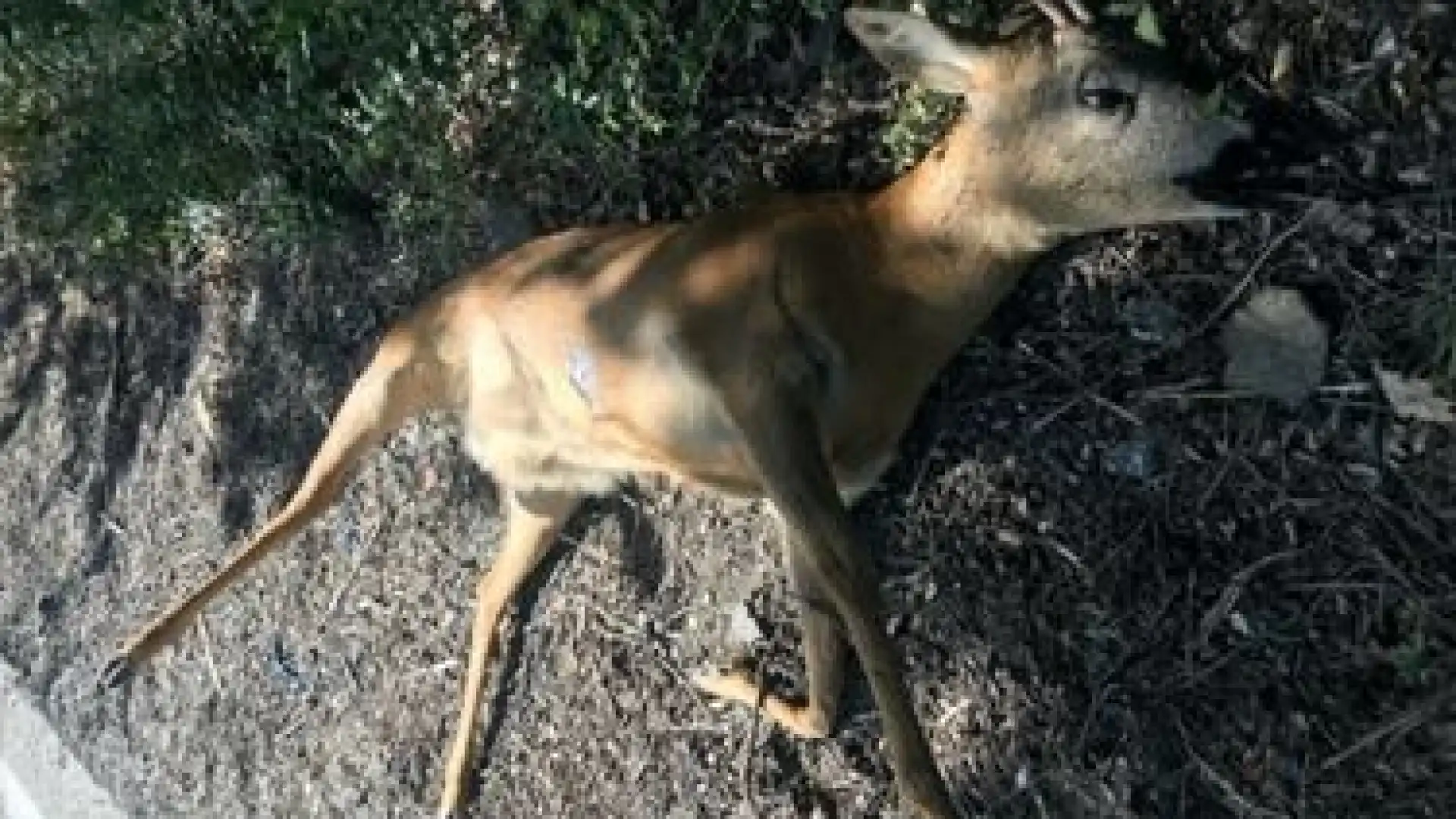 La strage di fauna selvatica continua sul tratto della Strada Statale Popoli - Bivio Roccacasale (SS N°5-SS N°17).