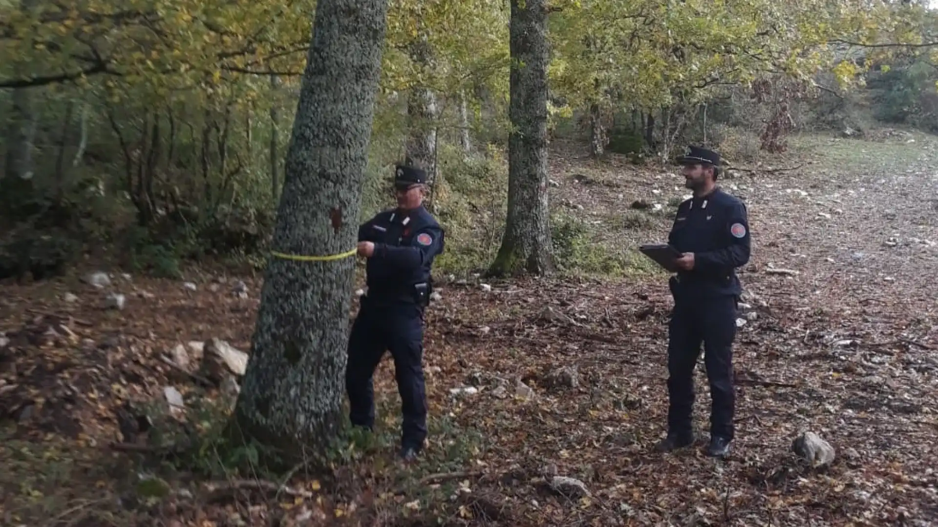 Taglio improprio di boschi, denunciato imprenditore dai Carabinieri Forestali