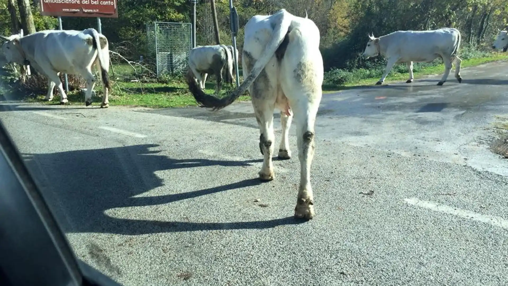 Filignano: pascolo incontrollato e animali vaganti sul territorio. Coia, Pacitti e Di Meo chiedono al sindaco Cocozza l’emanazione di apposita ordinanza.