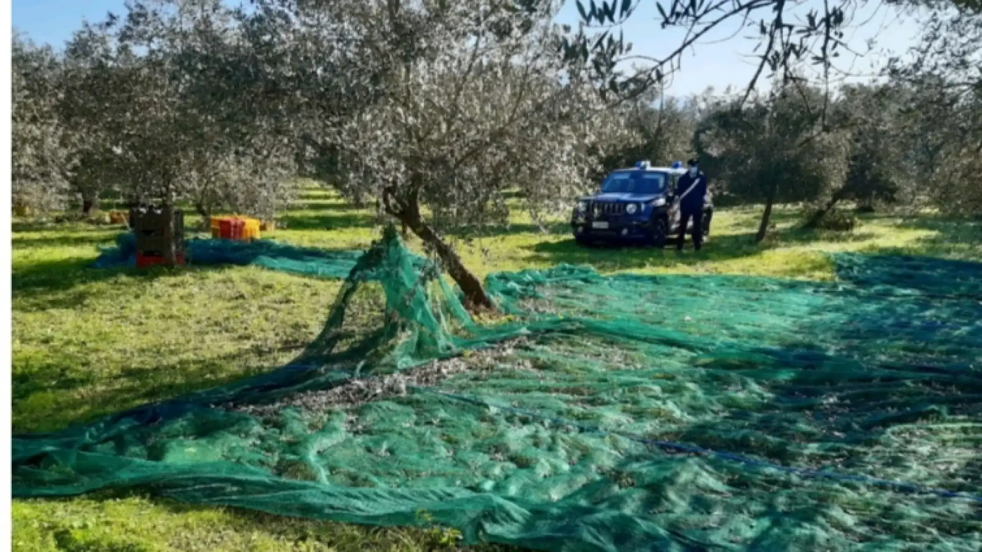 Venafro: Operazione anticaporalato dei Carabinieri. Una denuncia e diverse sanzioni