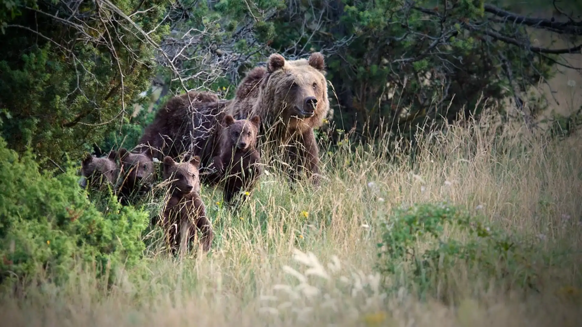 Salviamo l’Orso annuncia un nuovo progetto dedicato alla conservazione dell’Orso bruno marsicano.