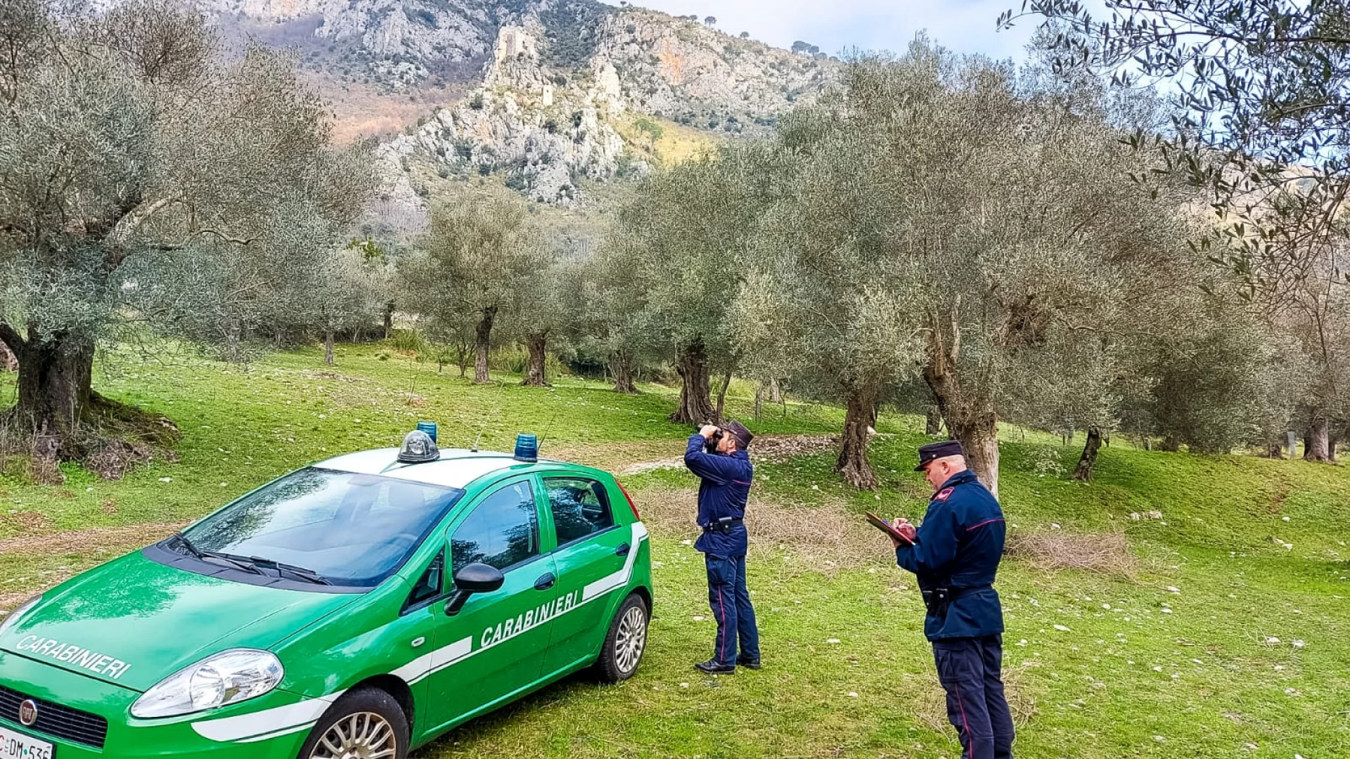 Venafro: pascolo abusivo nel Parco regionale agricolo dell’Olivo. Denunciati alcuni allevatori.