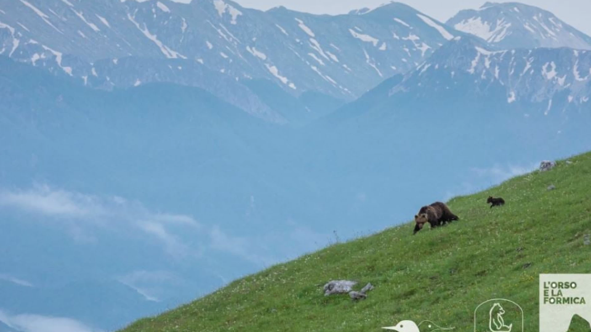 L’Orso e la formica: parte il primo progetto multimediale dedicato all’Orso Bruno Marsicano.