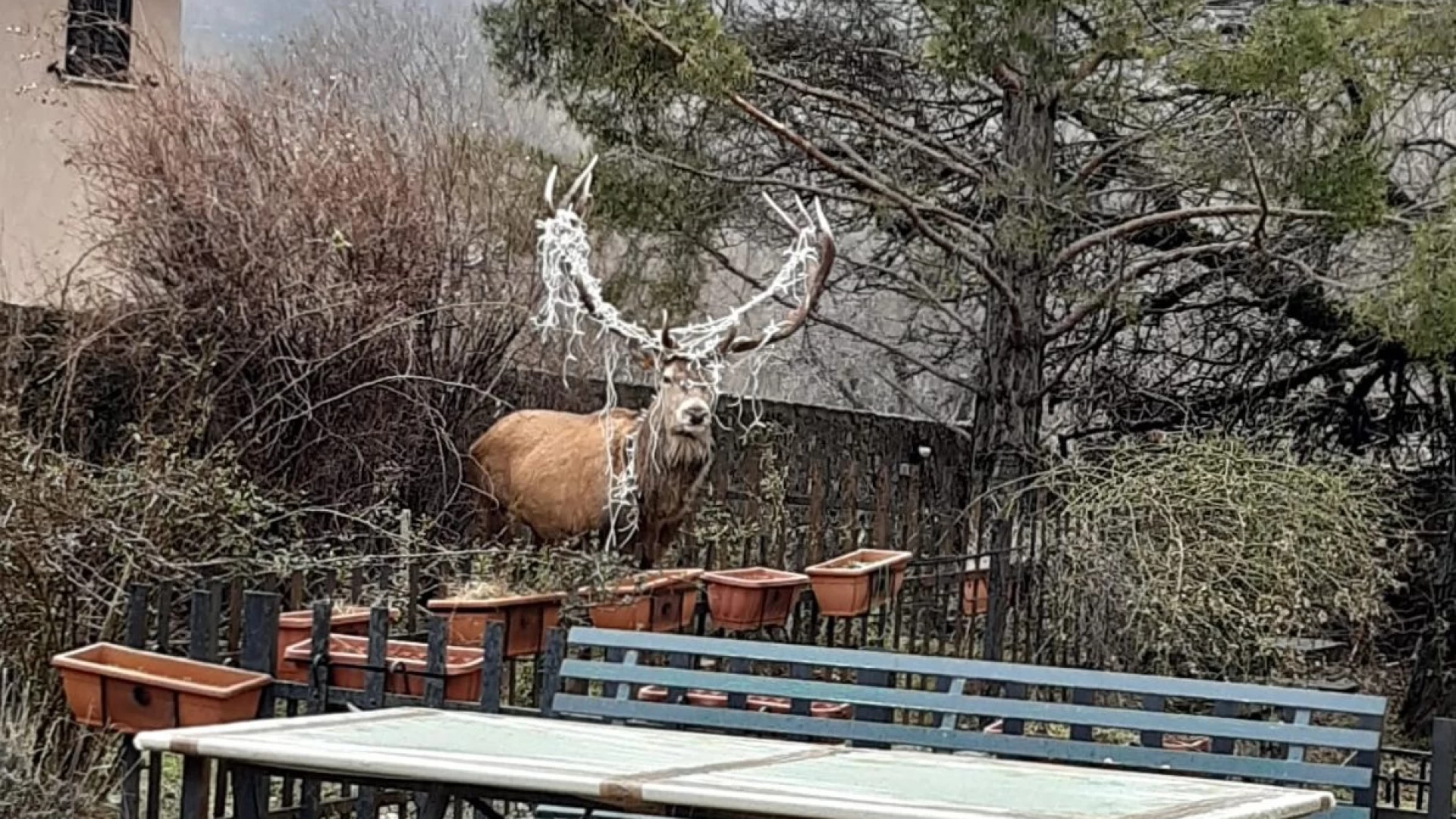 Villetta Barrea: i veterinari del Parco liberano il cervo con le luminarie natalizie intrecciate nel palco.