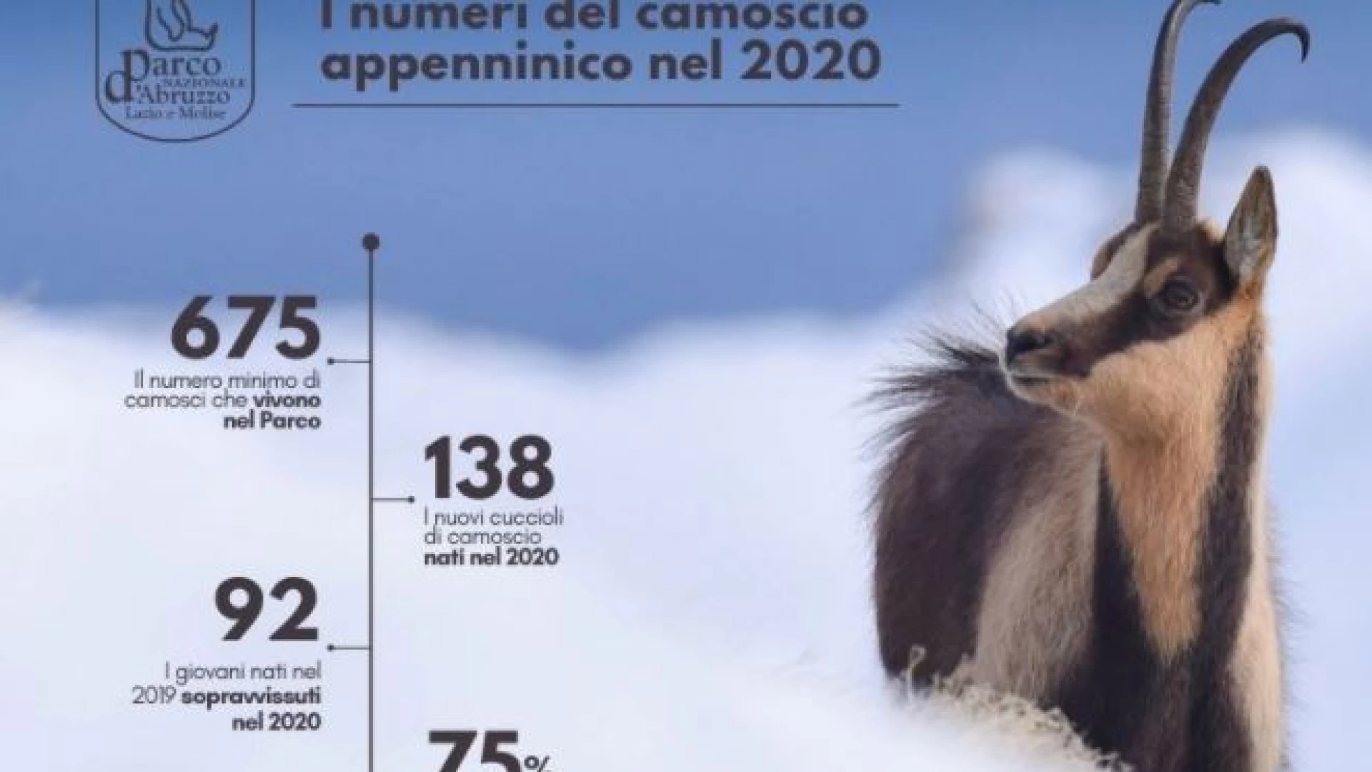 Buone notizie sulla popolazione di camoscio appenninico del Parco Nazionale d’Abruzzo Lazio e Molise