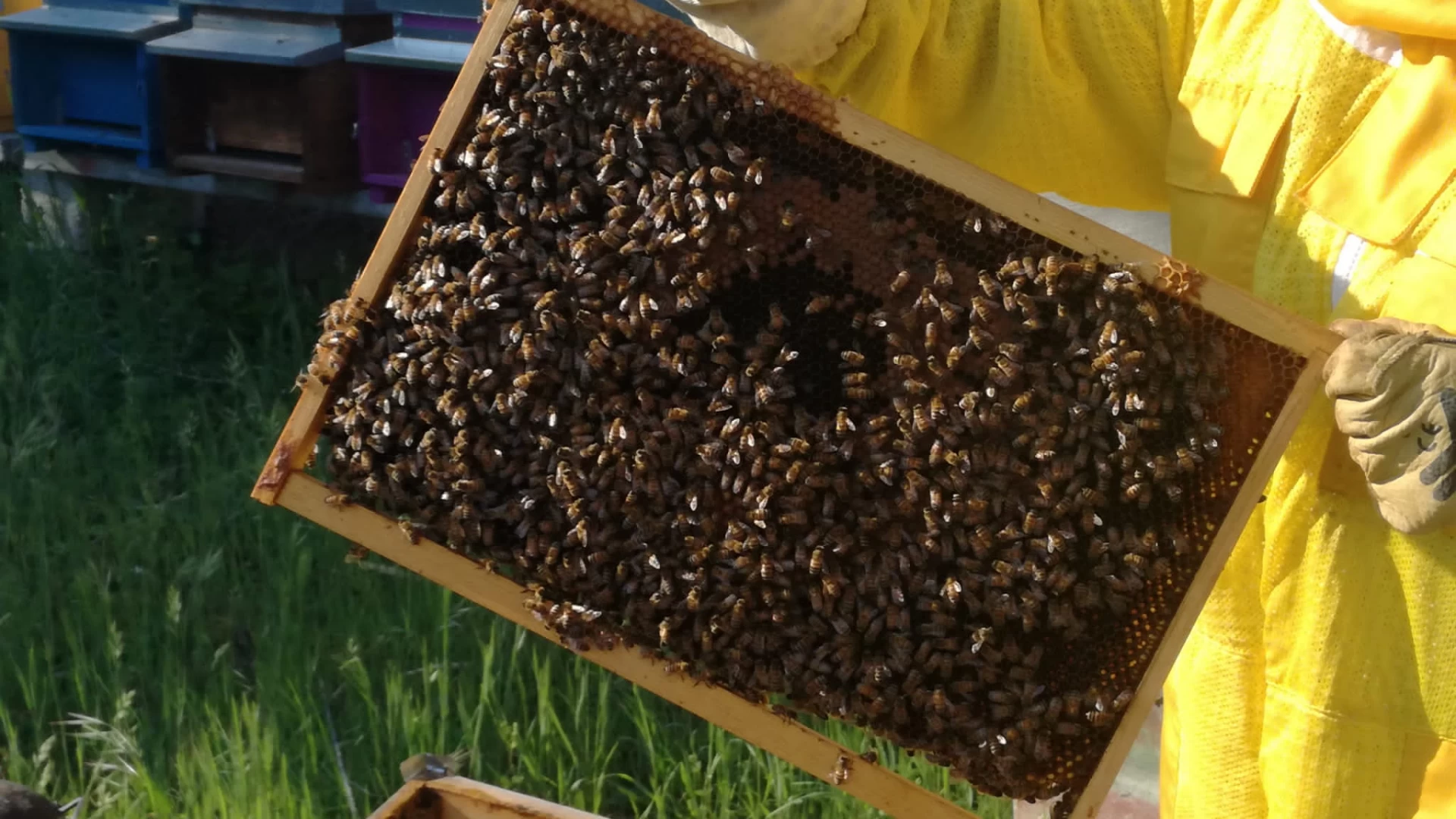Herambiente: prosegue a Pozzilli il biomonitoraggio delle api