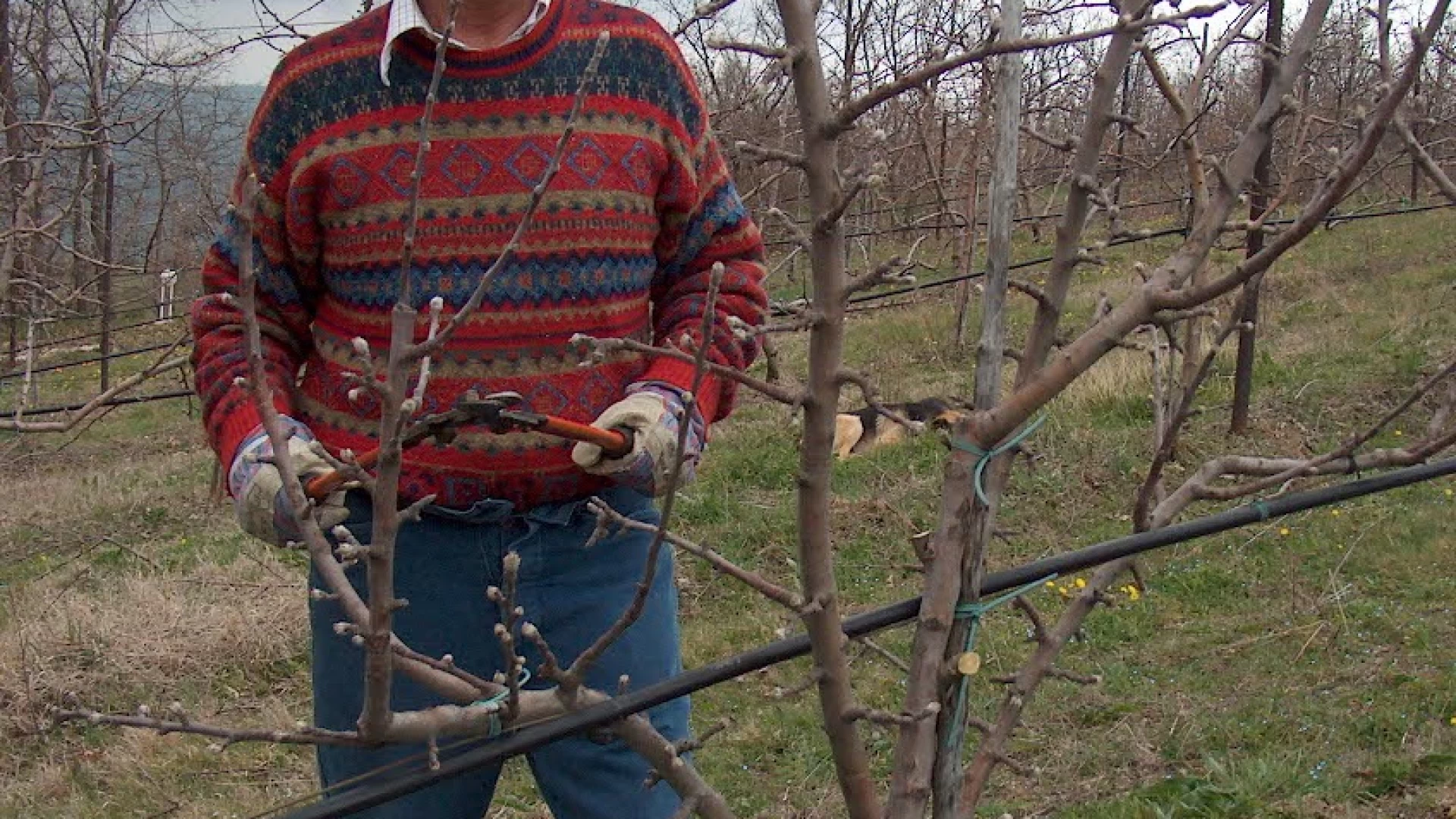 Isernia: Alla scoperta dei frutti antichi del Molise. Incontro con l’agronomo Michele Tanno.