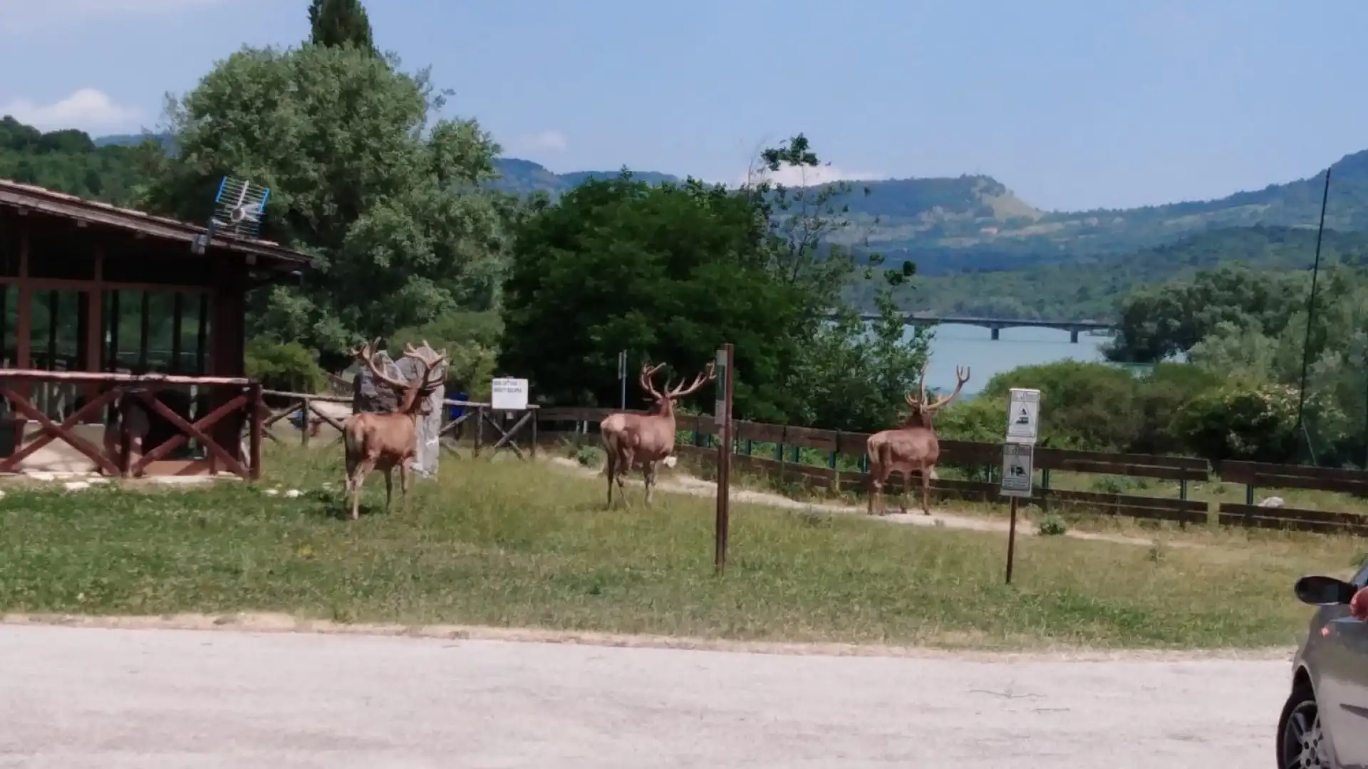 Civitella Alfedena, nella giornata di ieri una vera e propria invasione di Cervi nel centro cittadino.