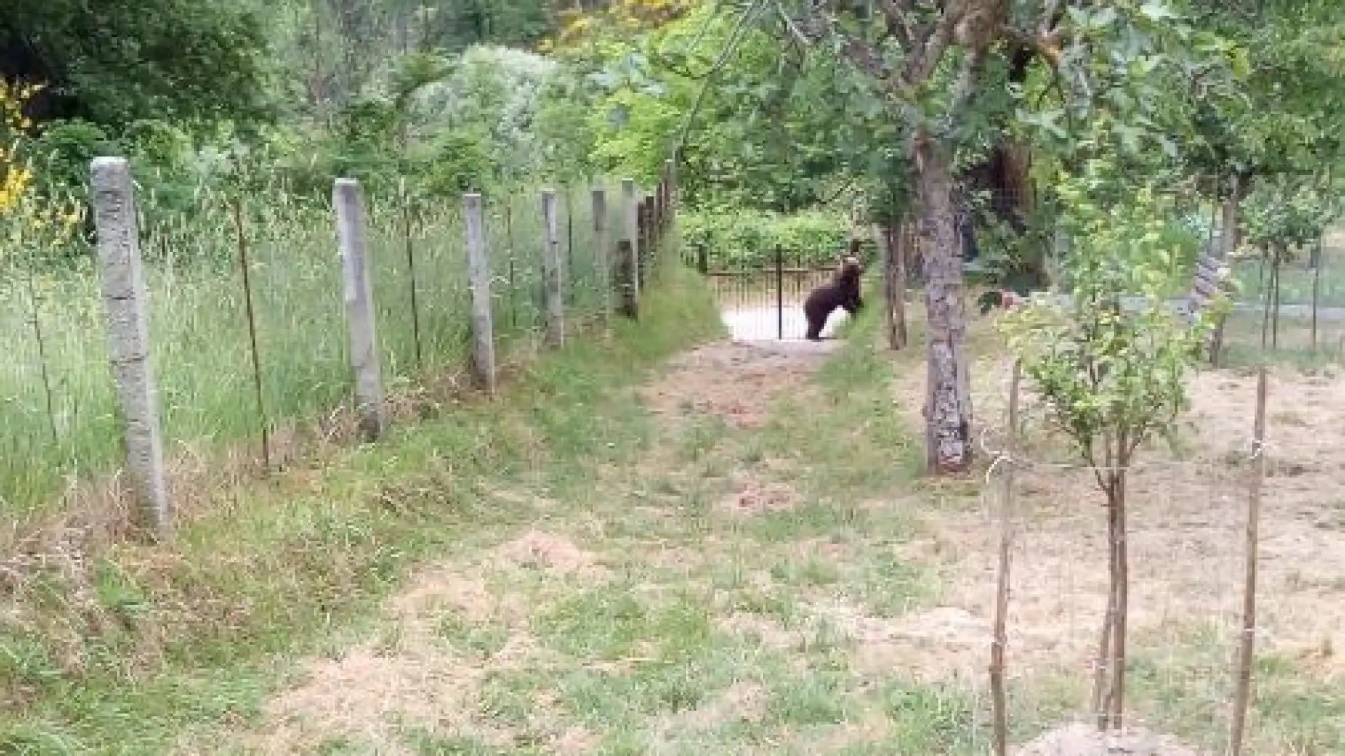 Lasciateci in pace, altrimenti ci incazziamo!!! L'orso distrugge vigneto a Cupone. La natura a volte si vendica!!!!