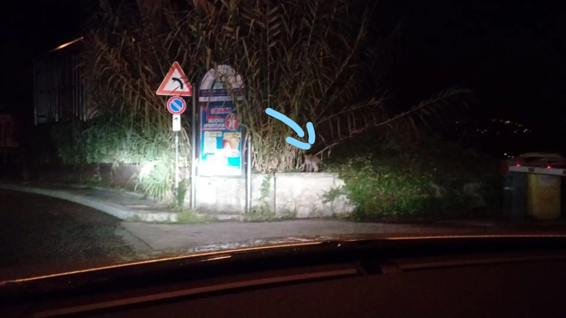 La notte a Isernia restano le volpi. Esemplare avvistato in pieno centro città.