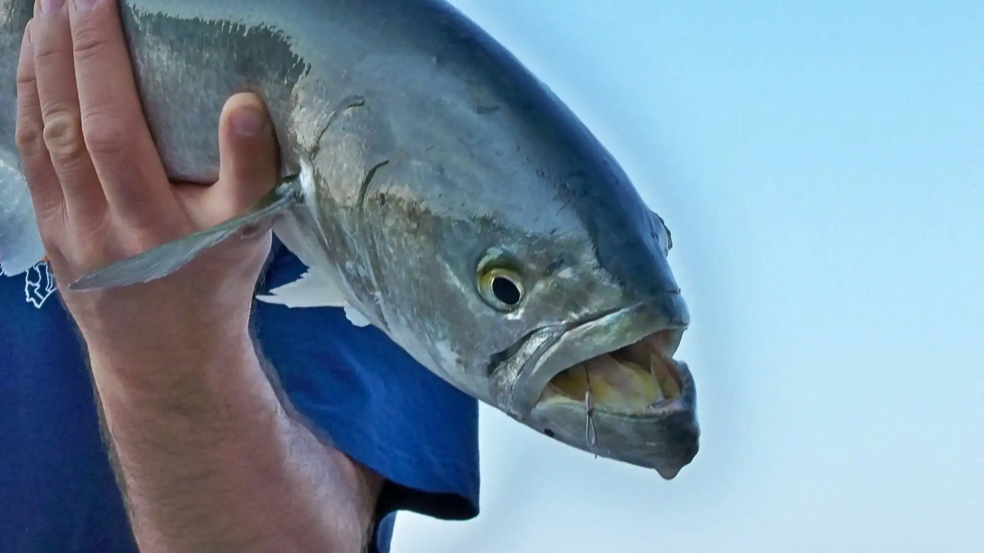 Crisi della Pesca, protesta in Molise e Puglia. Forza Nuova e Sindacato Sinlai: "Pronti a scendere in piazza con i pescatori"