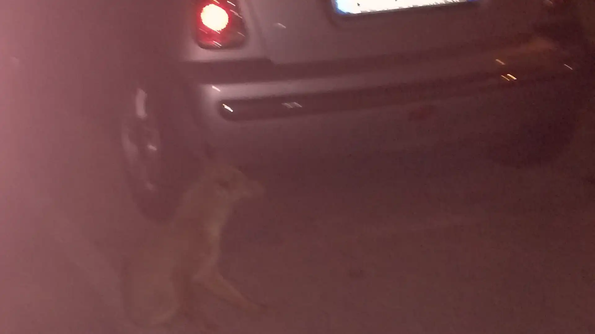 Isernia: la piccola fox è cittadina onoraria. Da giorni alla stessa ora fa la sua apparizione in un parcheggio nella zona Santo Spirito. Guarda il video