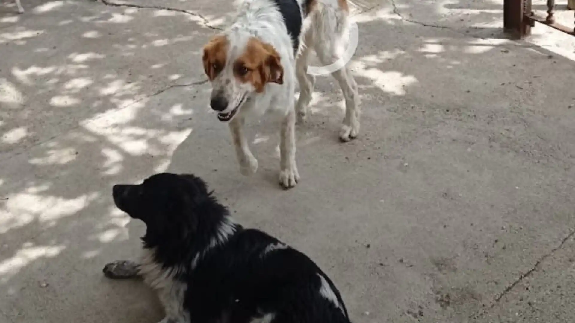 Cerro al Volturno: Rollo e Cloe non si trovano. L’appello della proprietaria dei due cani che si sono allontanati dalla frazione San Vittorino. Aiutiamo a ritrovarli!