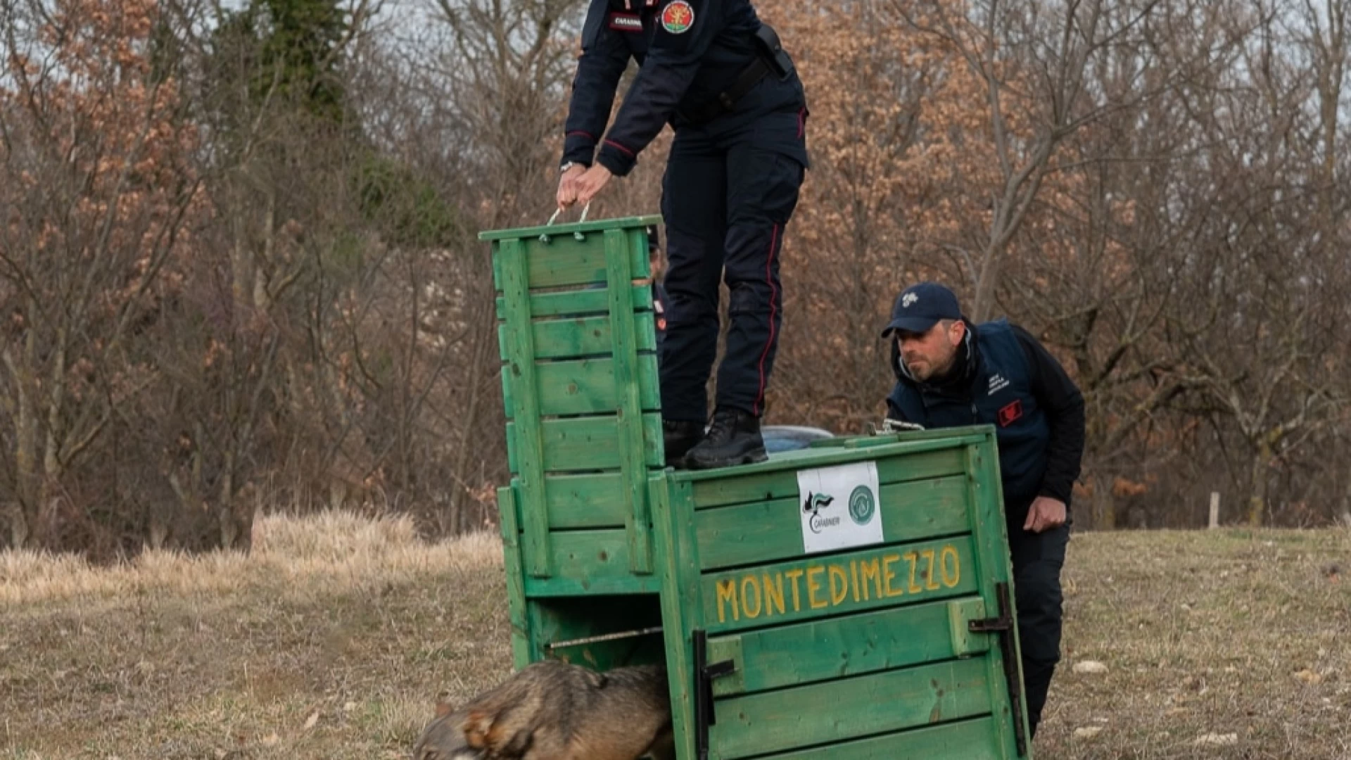 Esemplare di lupo rimesso in libertà dai Carabinieri Forestali. L'animale era stato rinvenuto a Cantalupo . Oggi il rilascio a Montedimezzo