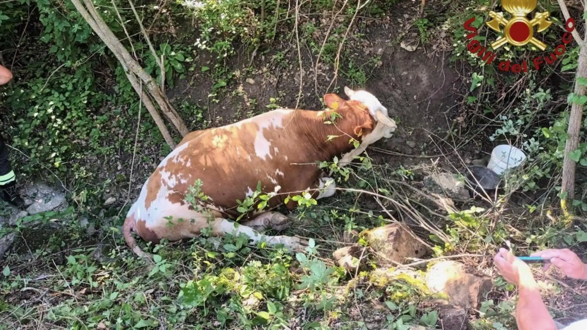 Agnone: i Vigili del Fuoco recuperano toro ferito e lo portano in salvo tramite un elicottero.