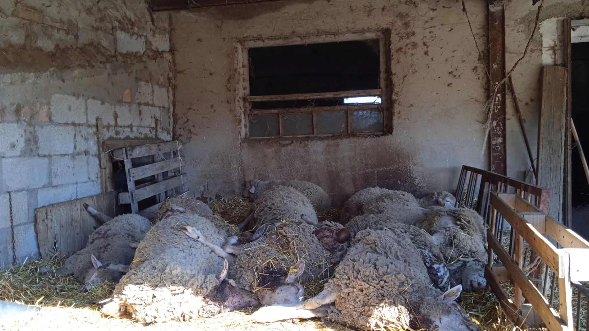 Fauna selvatica, Coldiretti Molise: “Lupo ok ora salviamo anche le pecore”. Anche in regione cresce il numero degli avvistamenti e delle aggressioni al bestiame.