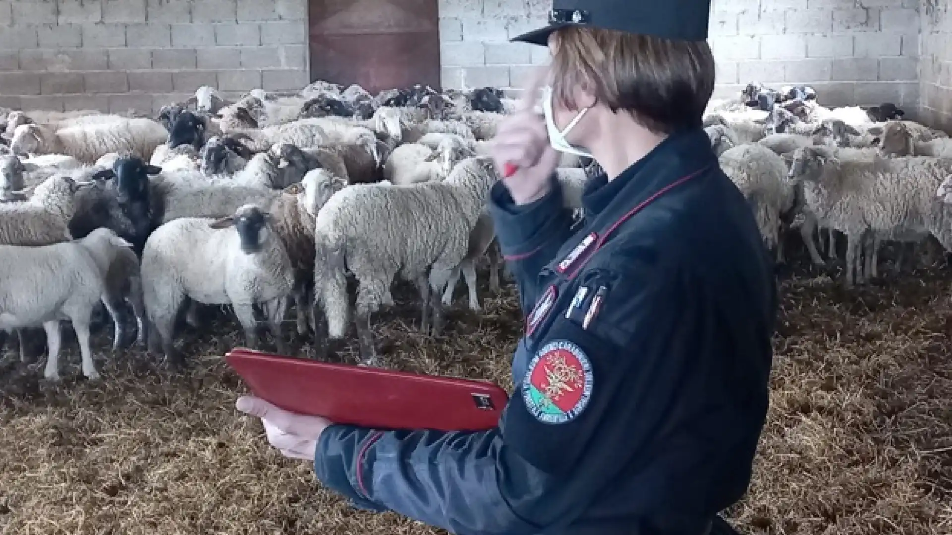 Vastogirardi: due allevatori denunciati dai Carabinieri Forestali di Frosolone per falsità ideologica in atto pubblico.