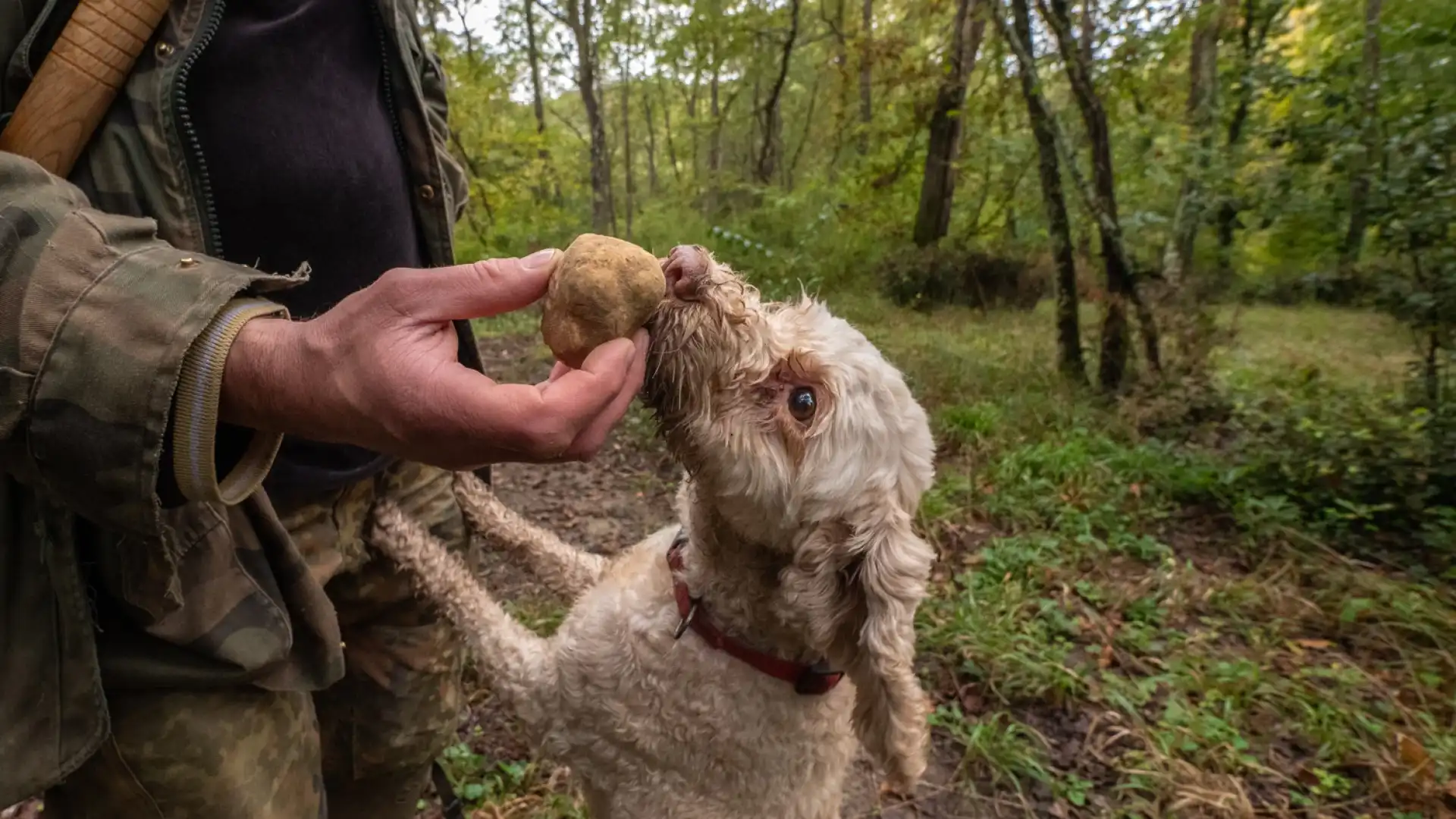 Cani da tartufo avvelenati a San Pietro Avellana: lunedì l'esame anatomopatologico sugli animali.