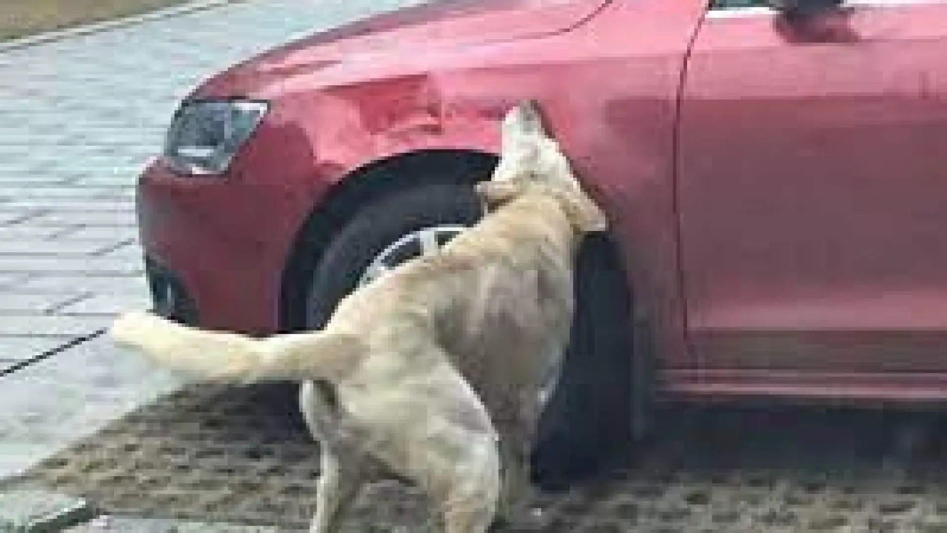 Vastogirardi : auto danneggiate e pneumatici bucati. I Carabinieri individuano il colpevole, era Billy cane con la gengivite.