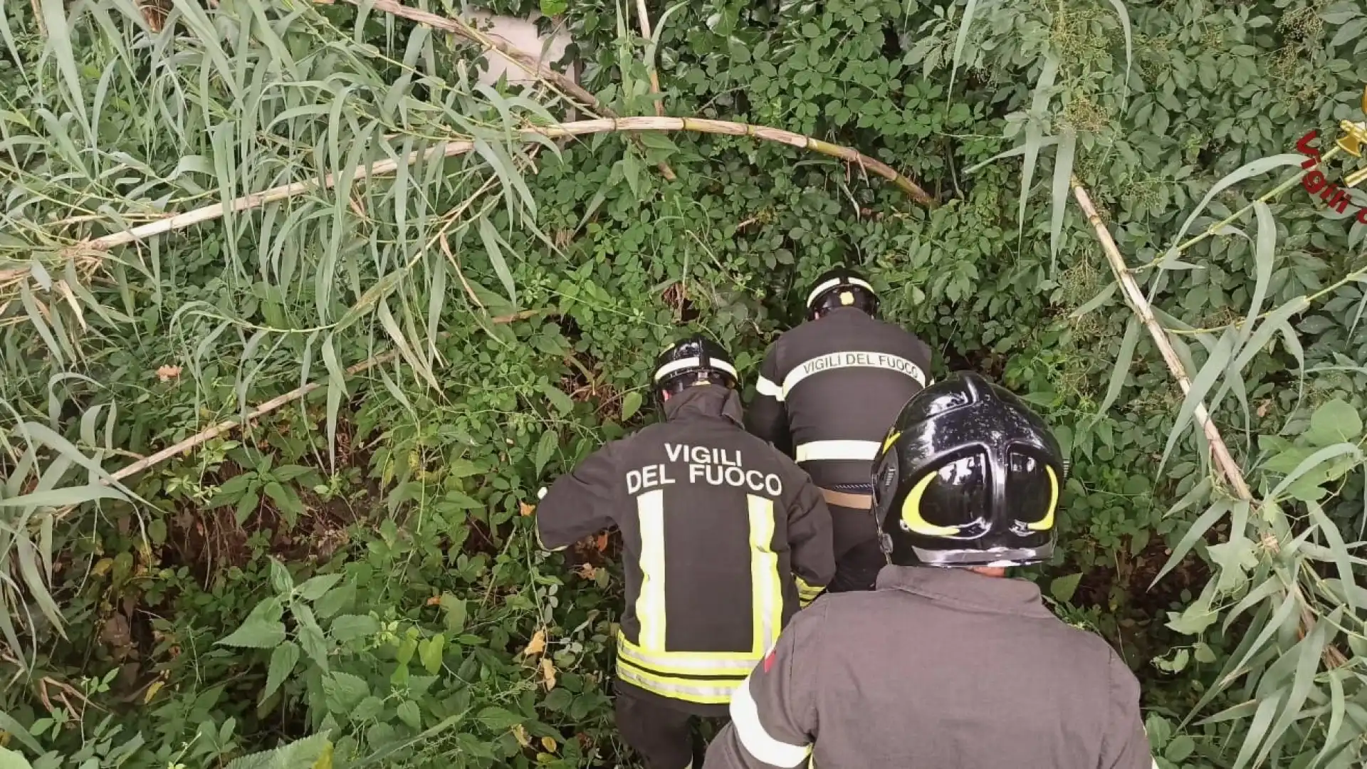 Venafro: i Vigili del Fuoco salvano due gattini intrappolati nel torrente San Bartolomeo. Gli animali adottati da cittadini del posto.