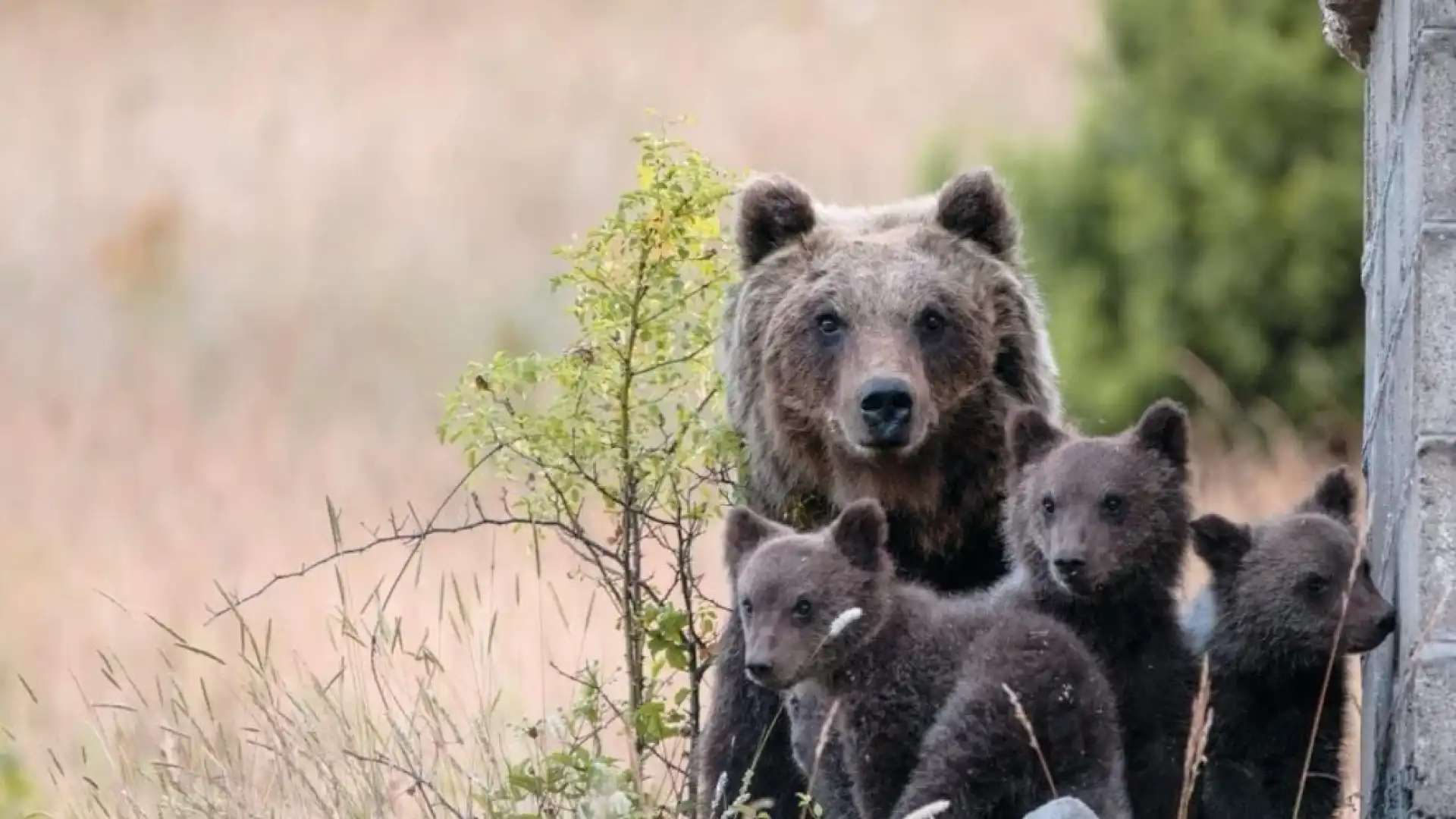 Uccisione dell’Orsa Amarena : la Procura di Avezzano chiude le indagini , contestato a Leombruni il reato di uccisione di animali aggravata da crudeltà e spari pericolosi.